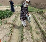 زنان نان‌آور کابل؛ دهقانانی که دسترخوان خود را رنگین می‌کنند